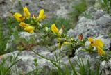 Chamaecytisus colchicus