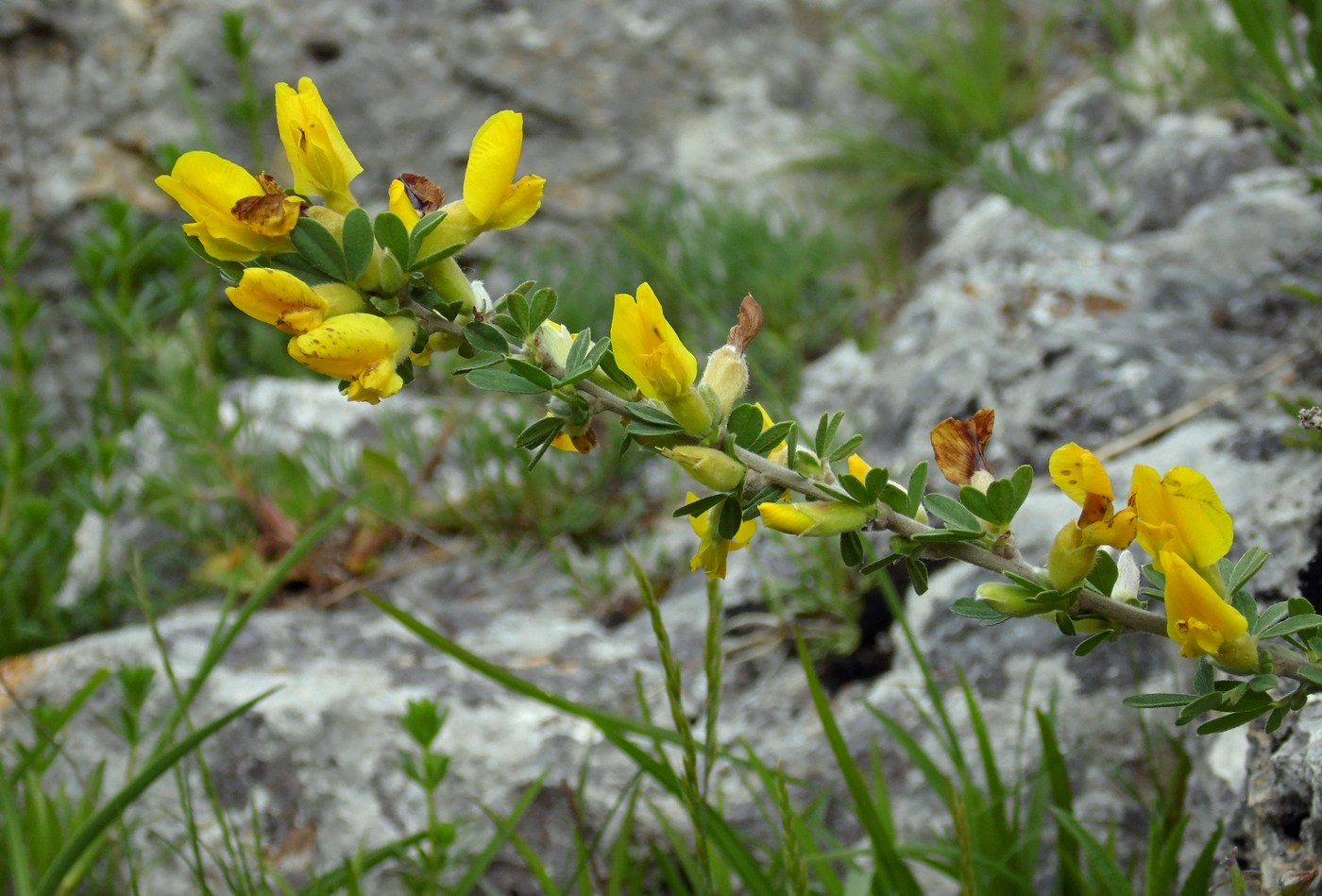 Изображение особи Chamaecytisus colchicus.