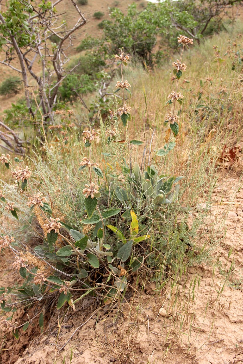 Изображение особи Phlomis betonicifolia.