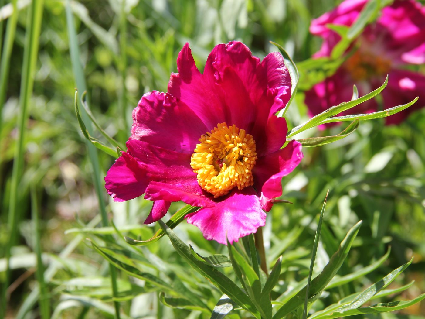 Image of Paeonia hybrida specimen.