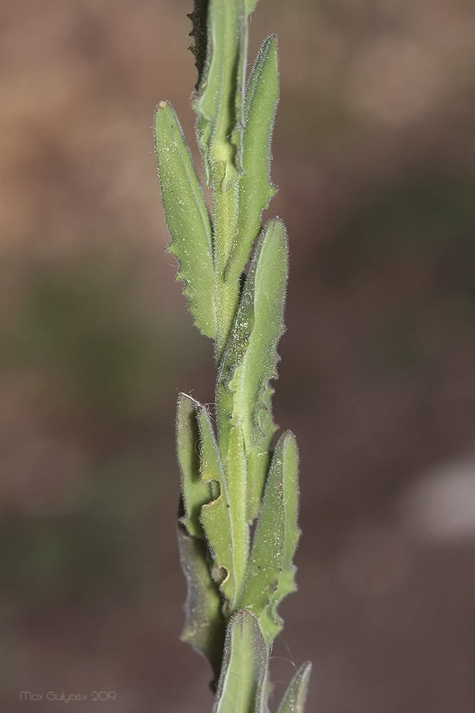 Изображение особи Lepidium campestre.