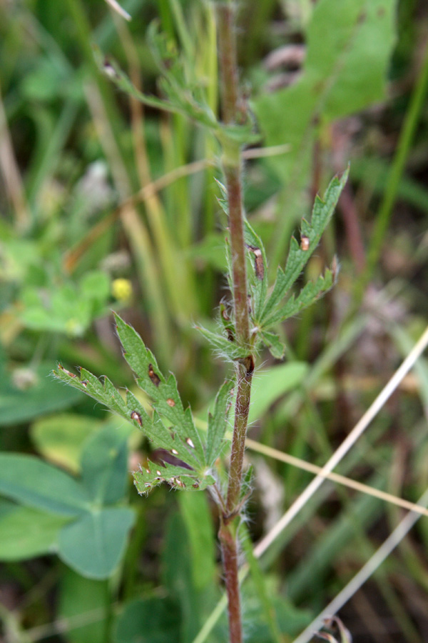 Изображение особи Potentilla pedata.