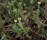 Anthemis tinctoria. Верхушки побегов с распускающимися соцветиями. Владимирская обл., Судогодский р-н, окр. дер. Митино, зарастающая вырубка. 15.06.2019.