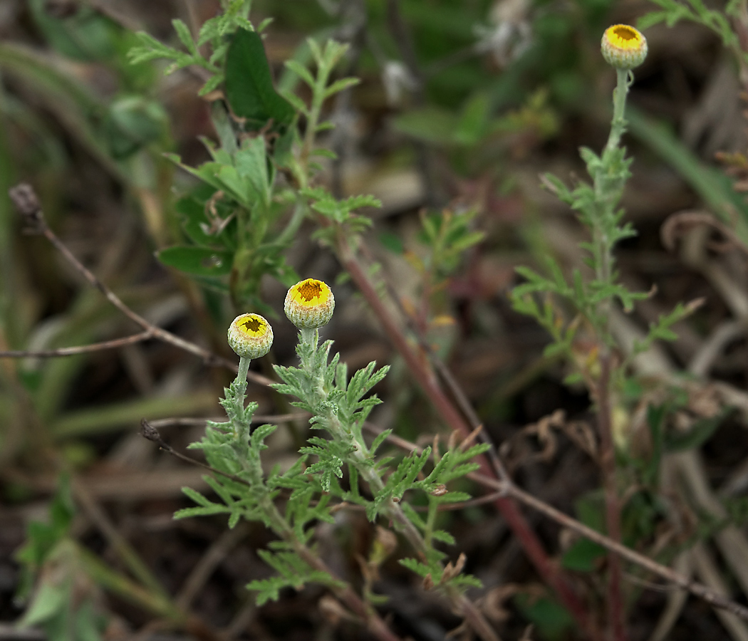 Image of Anthemis tinctoria specimen.