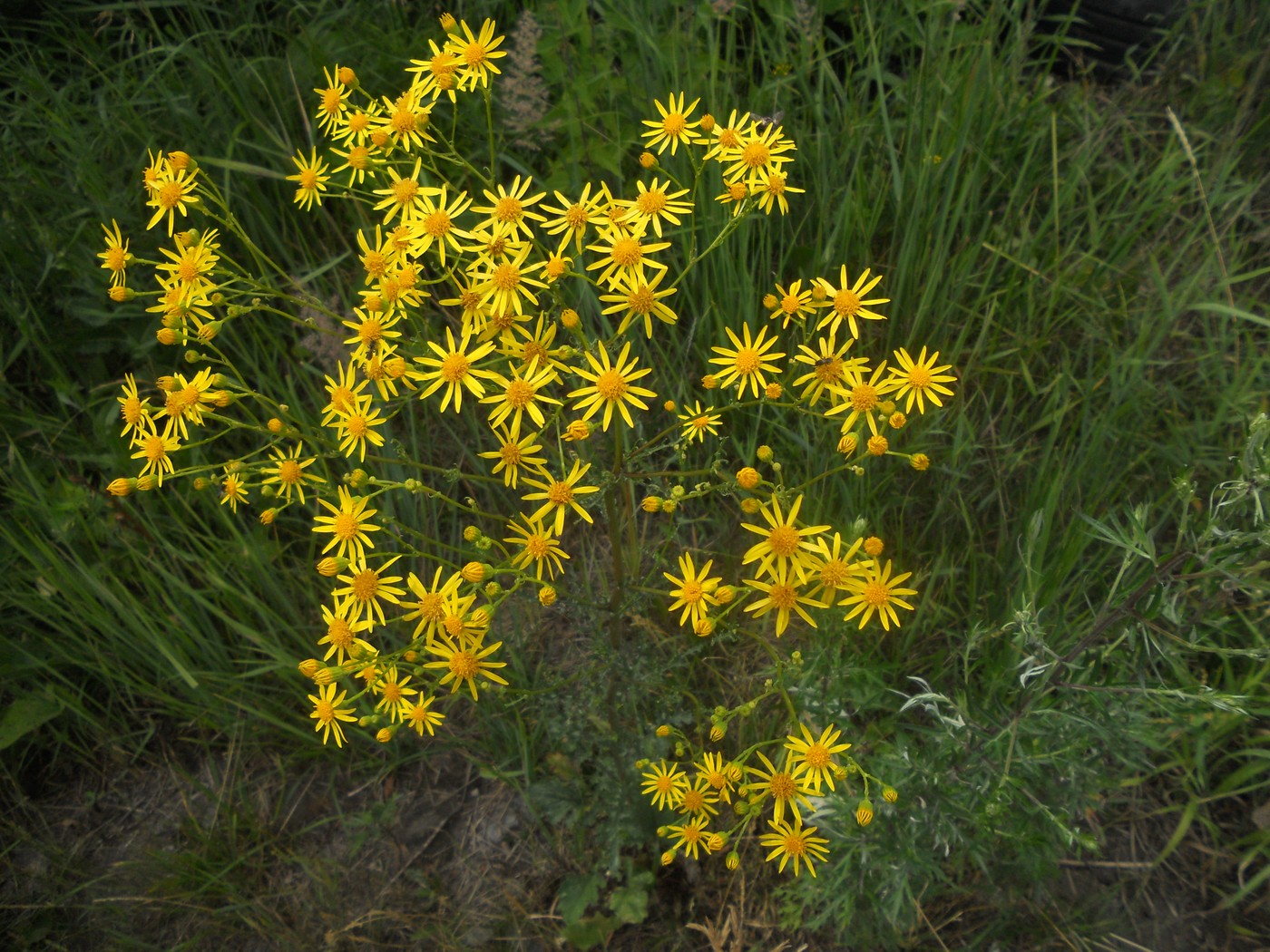 Изображение особи Senecio jacobaea.