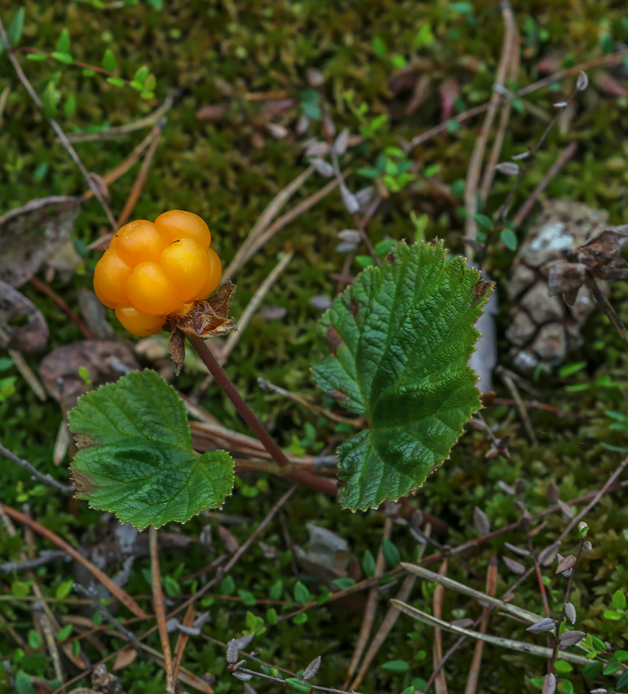 Изображение особи Rubus chamaemorus.