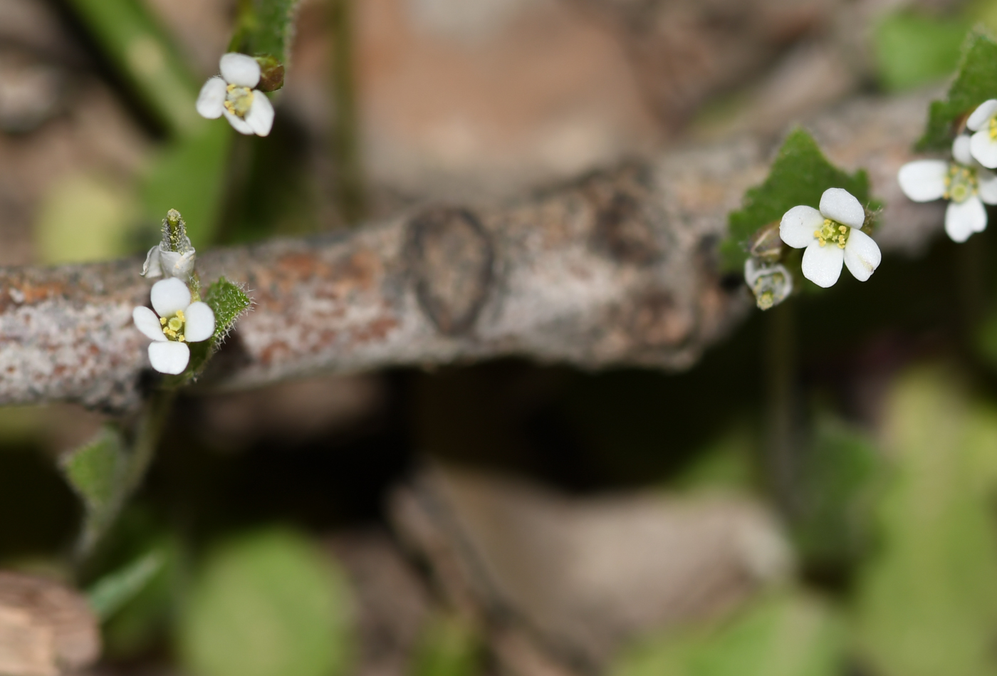 Image of Arabis aucheri specimen.