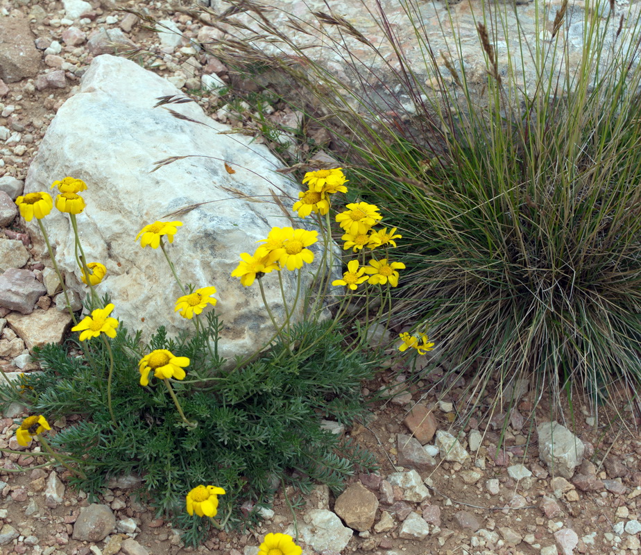 Image of Anthemis sosnovskyana specimen.