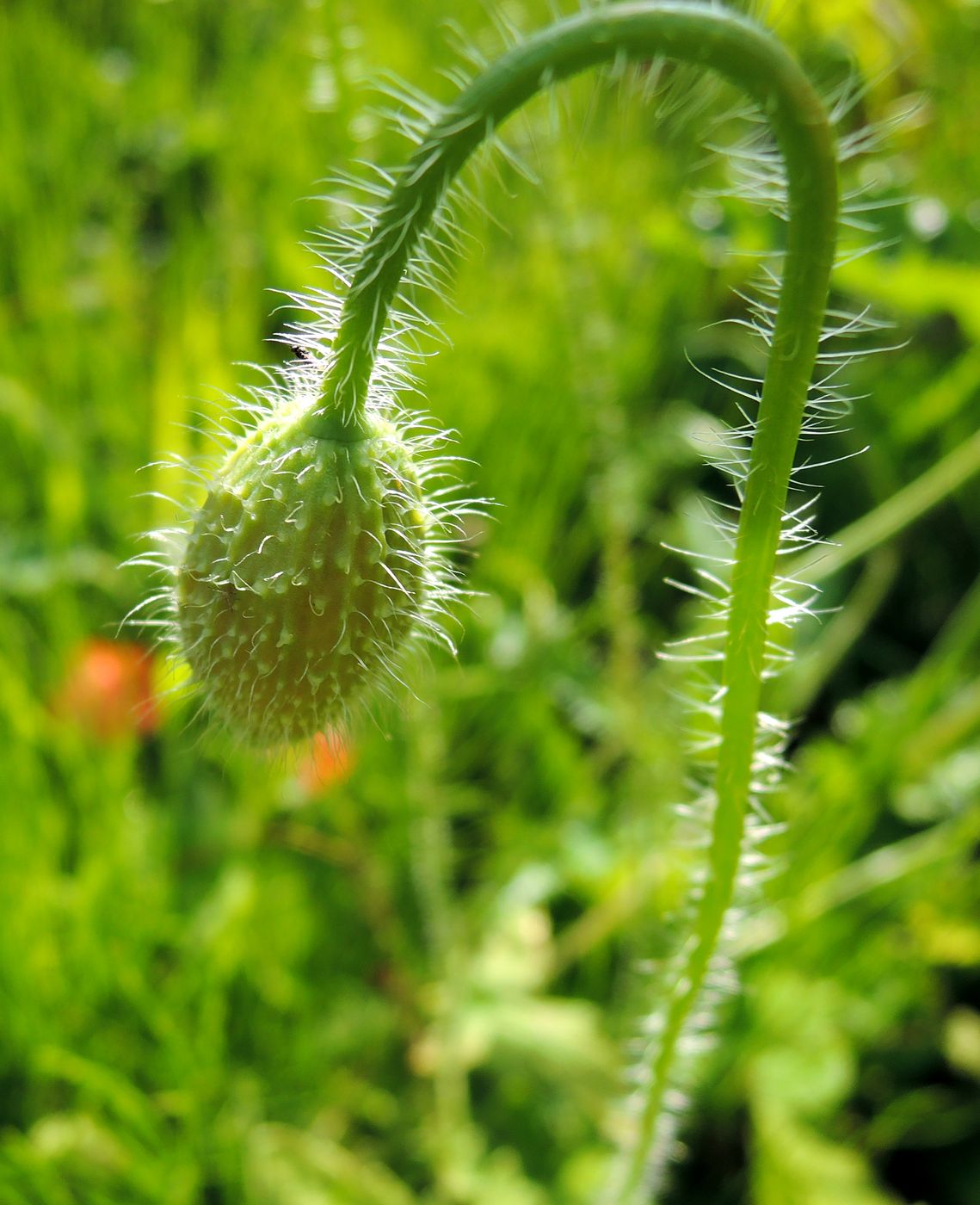 Image of Papaver rhoeas specimen.