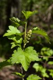 Ribes alpinum. Побег с соцветием. Ленинградская обл., Кингисеппский р-н, окр. дер. Урмизно близ охоторыболовной базы \"Динамо\", мыс Дубовский, смешанный елово-лиственный лес с участием широколиственных пород. 18.05.2019.