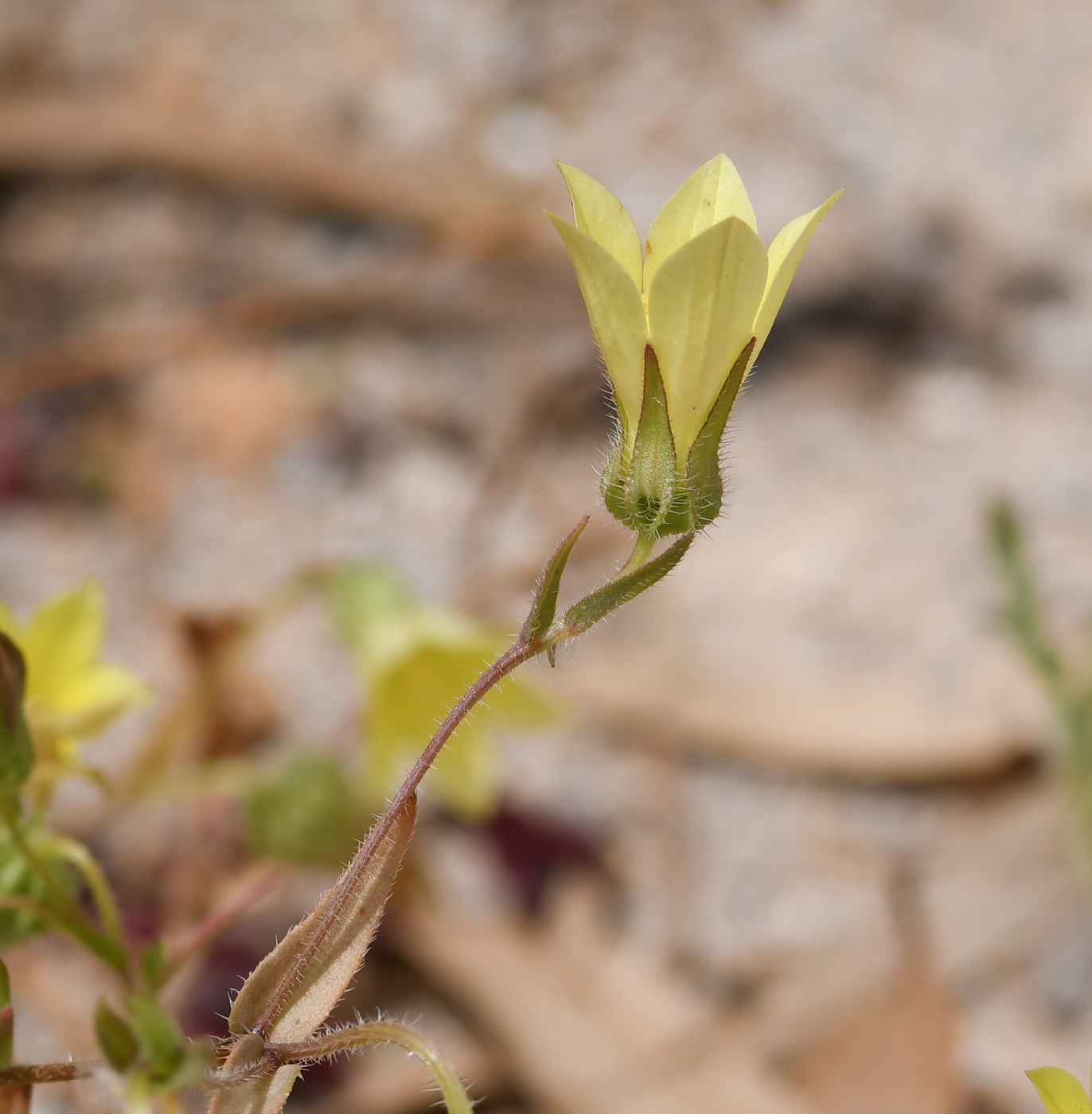 Изображение особи Campanula sulphurea.