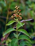 Lysimachia vulgaris. Верхушка плодоносящего растения. Челябинская обл., Сосновский р-н, долина р. Миасс, окр. с. Кайгородово, влажный луг на берегу реки. 08.08.2019.