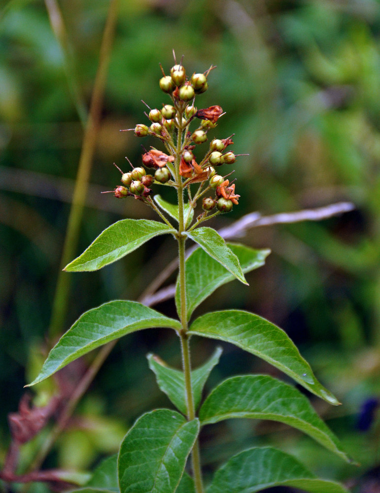 Image of Lysimachia vulgaris specimen.