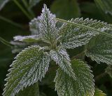 Urtica dioica. Верхушка растения в утреннем инее. Московская обл., Раменский р-н, окр. дер. Хрипань, садовый участок. 27.09.2019.