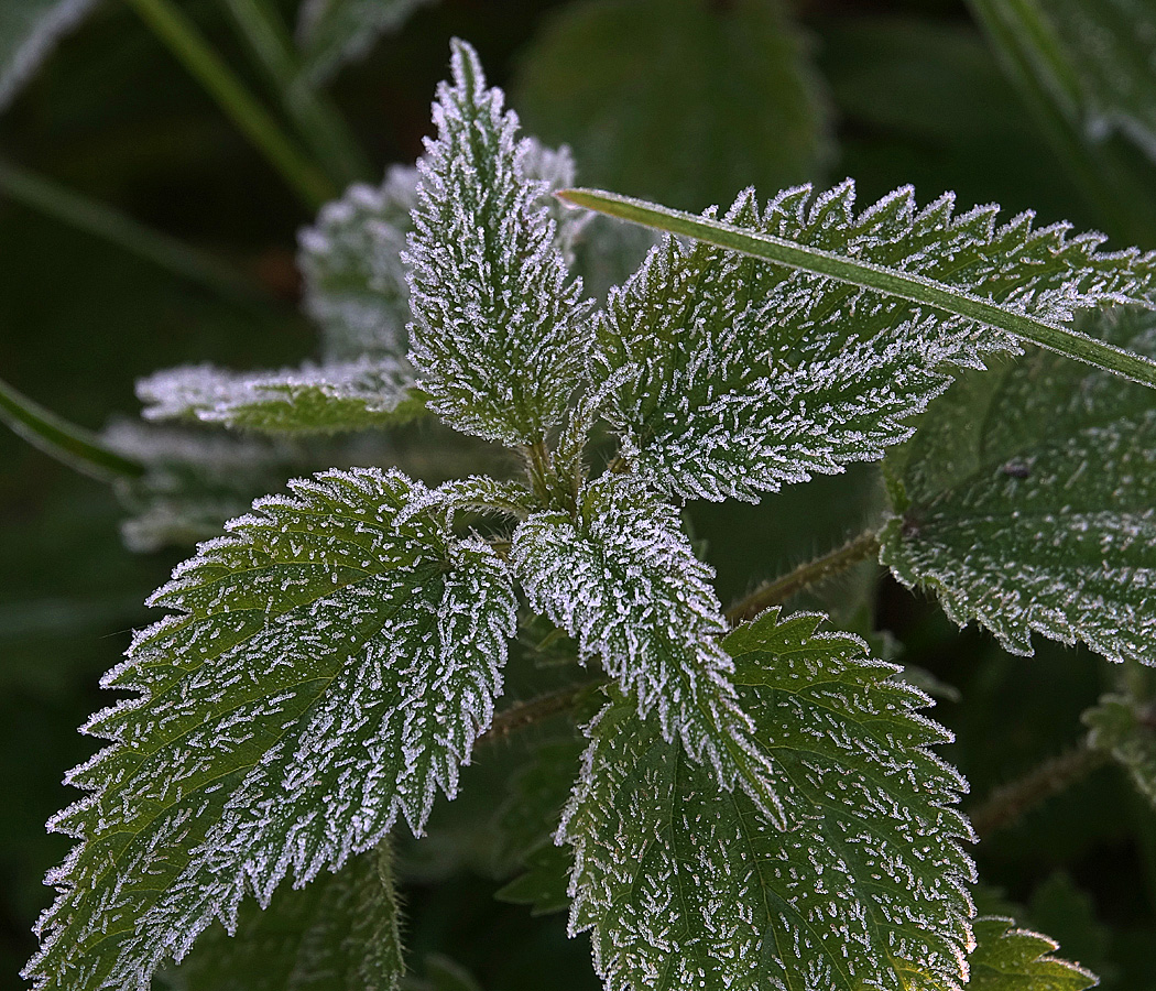 Изображение особи Urtica dioica.