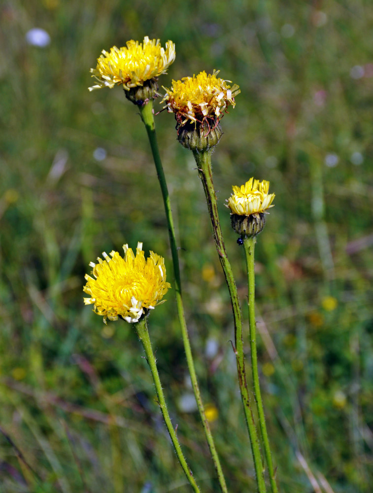 Изображение особи Trommsdorffia maculata.