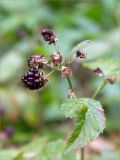 Rubus nessensis. Плод, остатки цветков и лист. Беларусь, Витебская обл., ландшафтно-гидрологический заказник \"Глубокский Мох\", смешанный хвойно-широколиственный лес, обочина грунтовой дороги. 01.08.2019.