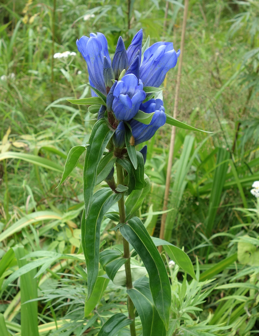 Изображение особи Gentiana triflora.