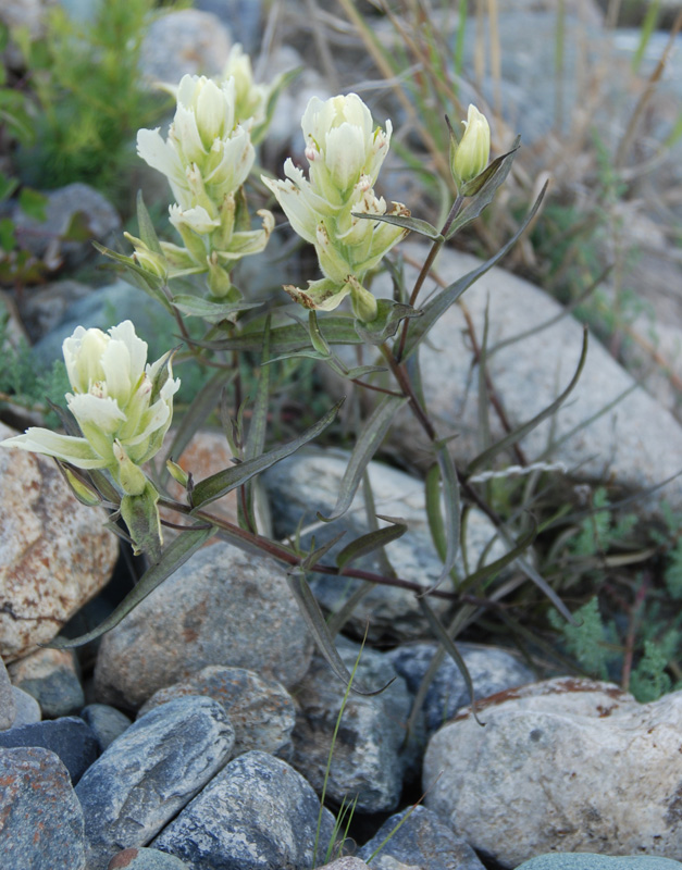 Изображение особи Castilleja pallida.