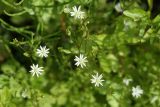 Stellaria crassifolia