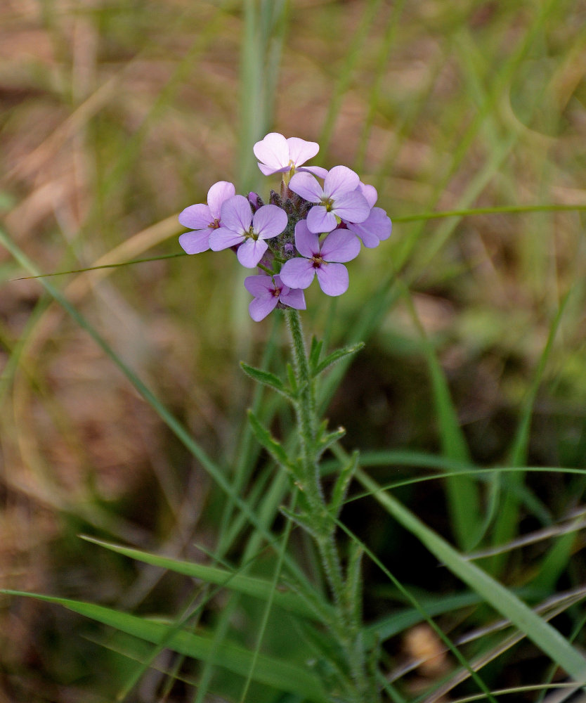 Image of Clausia aprica specimen.
