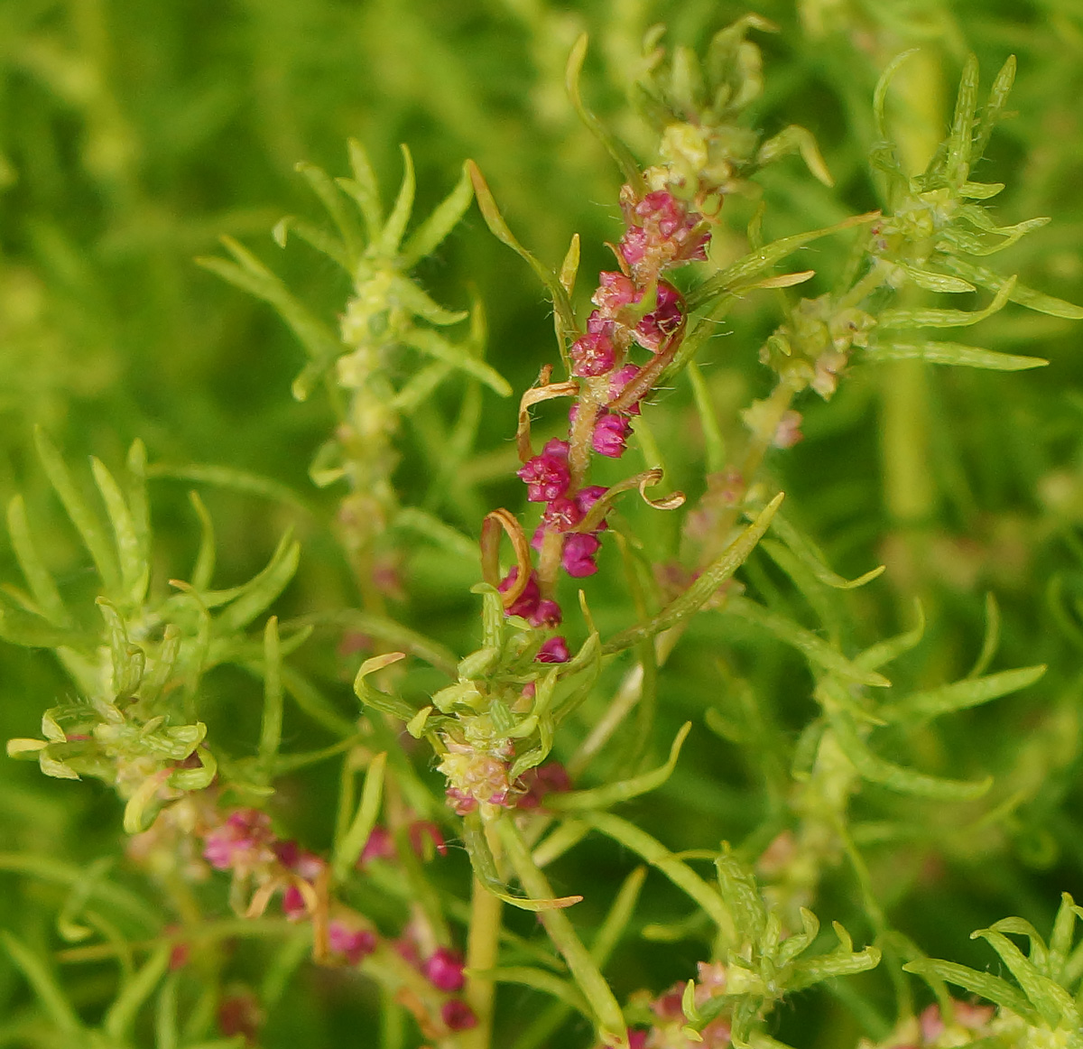 Image of Bassia scoparia f. trichophylla specimen.