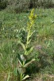 Veratrum lobelianum. Цветущее растение. Свердловская обл., окр. г. Североуральск, подножие Сосьвинского хребта, долина р. Большая Сосьва, смешанный лес. 29.06.2010.