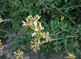 Astragalus albicaulis