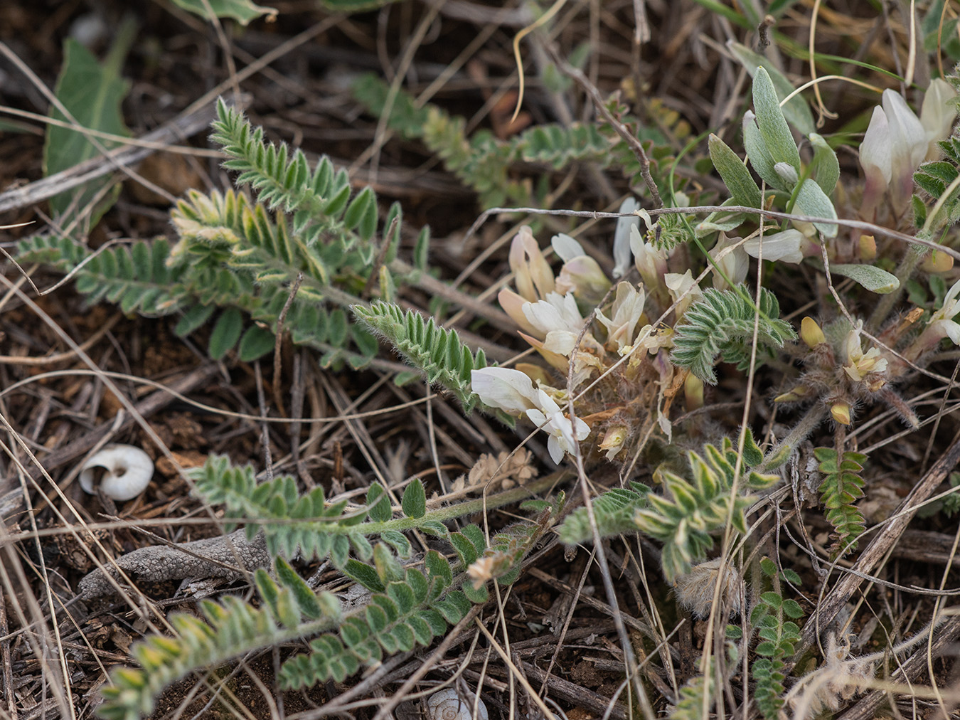 Image of Astragalus dolichophyllus specimen.