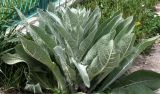 Verbascum songaricum