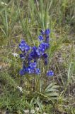 Gentiana decumbens