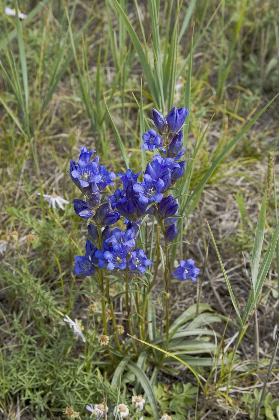 Изображение особи Gentiana decumbens.