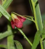 Hermannia modesta