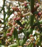 genus Salicornia