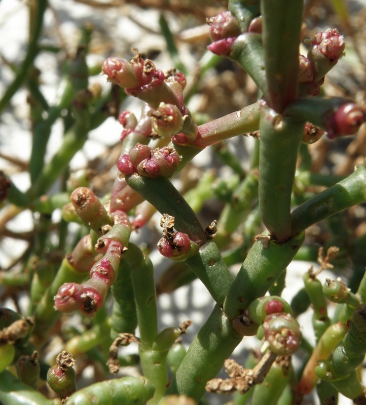 Изображение особи род Salicornia.