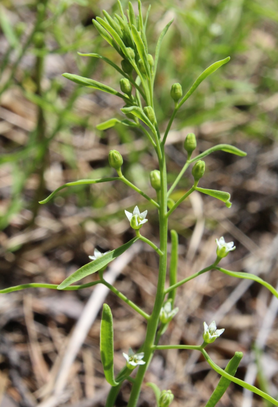 Image of Thesium ebracteatum specimen.