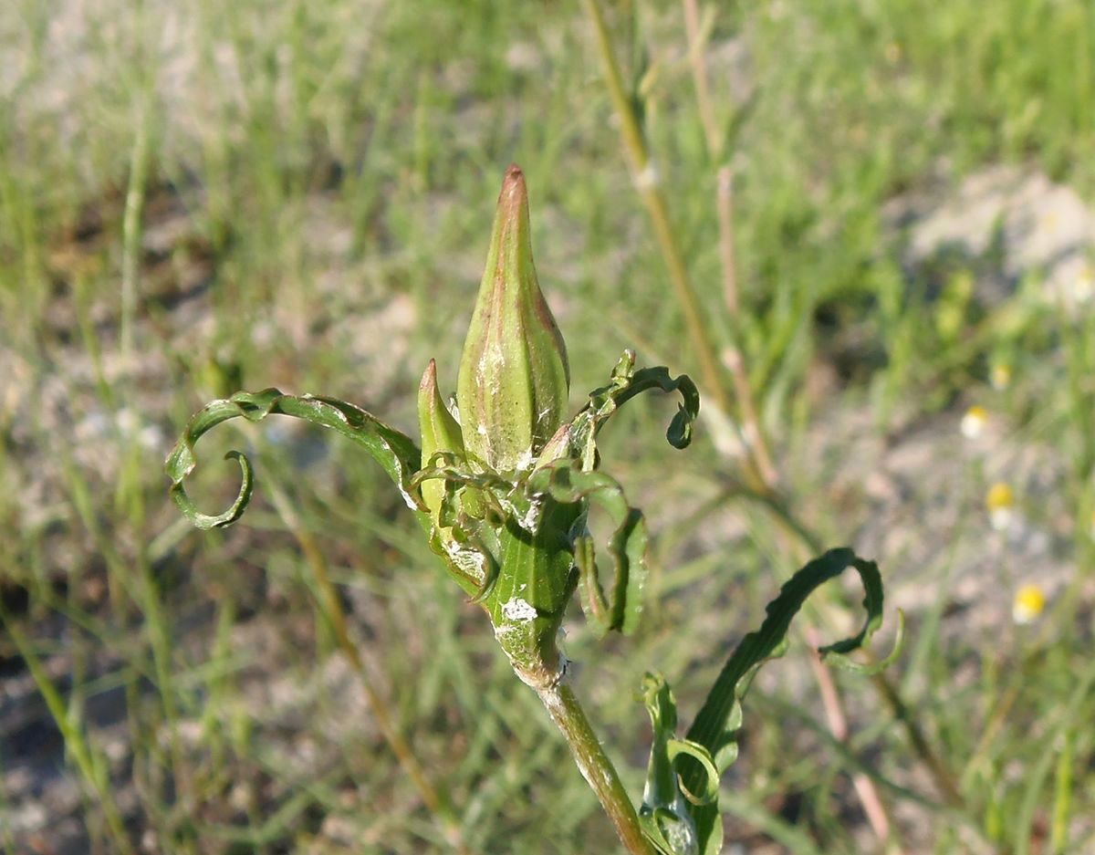 Изображение особи род Tragopogon.