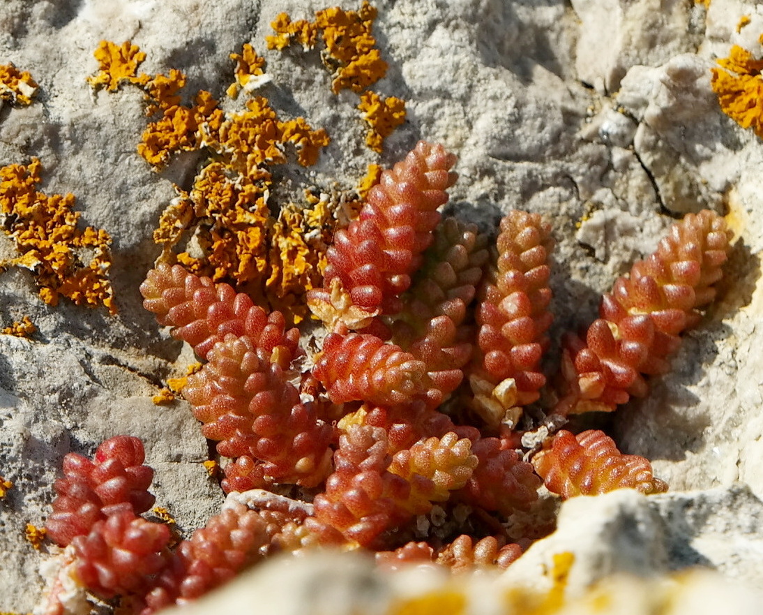 Изображение особи Sedum acre.