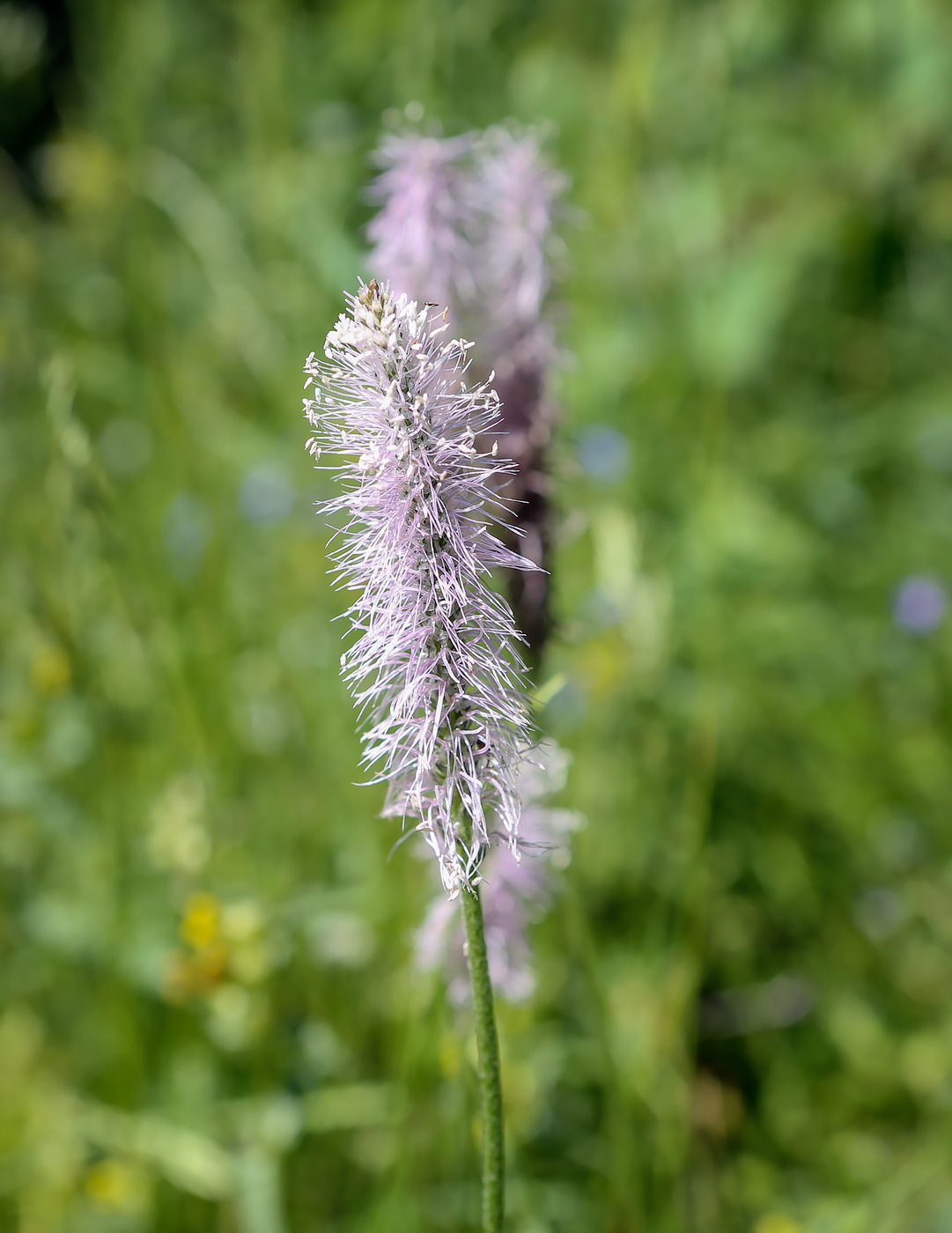 Image of Plantago media specimen.