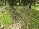 Ledum palustre