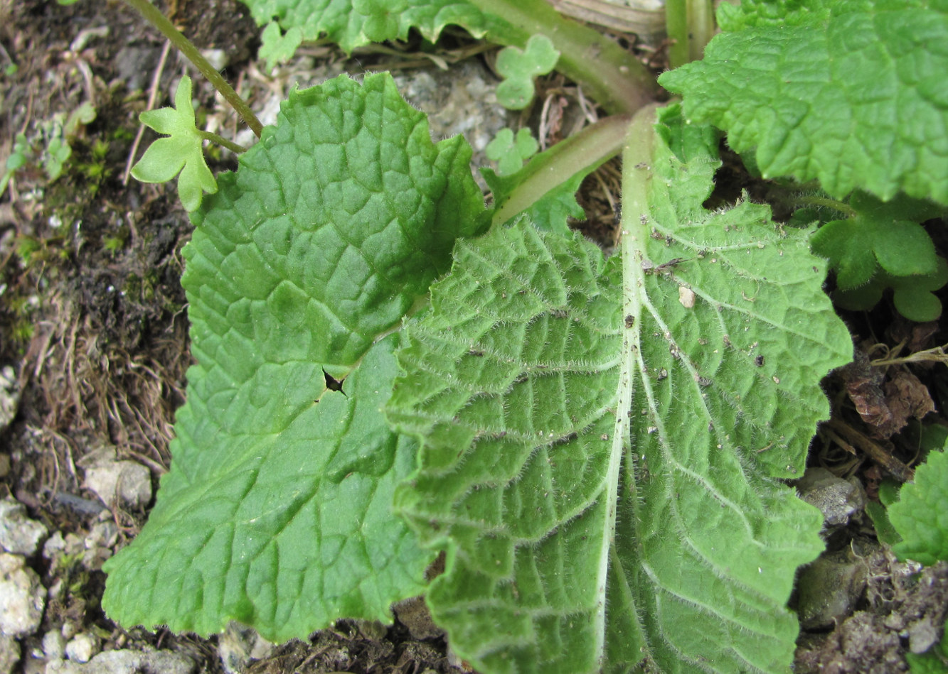 Image of Primula meyeri specimen.