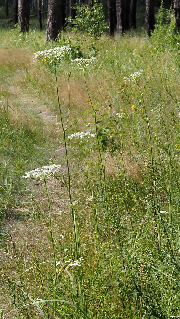 Image of Laserpitium prutenicum specimen.