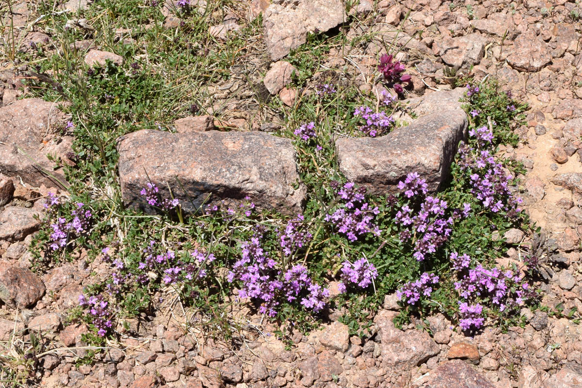 Изображение особи Thymus incertus.