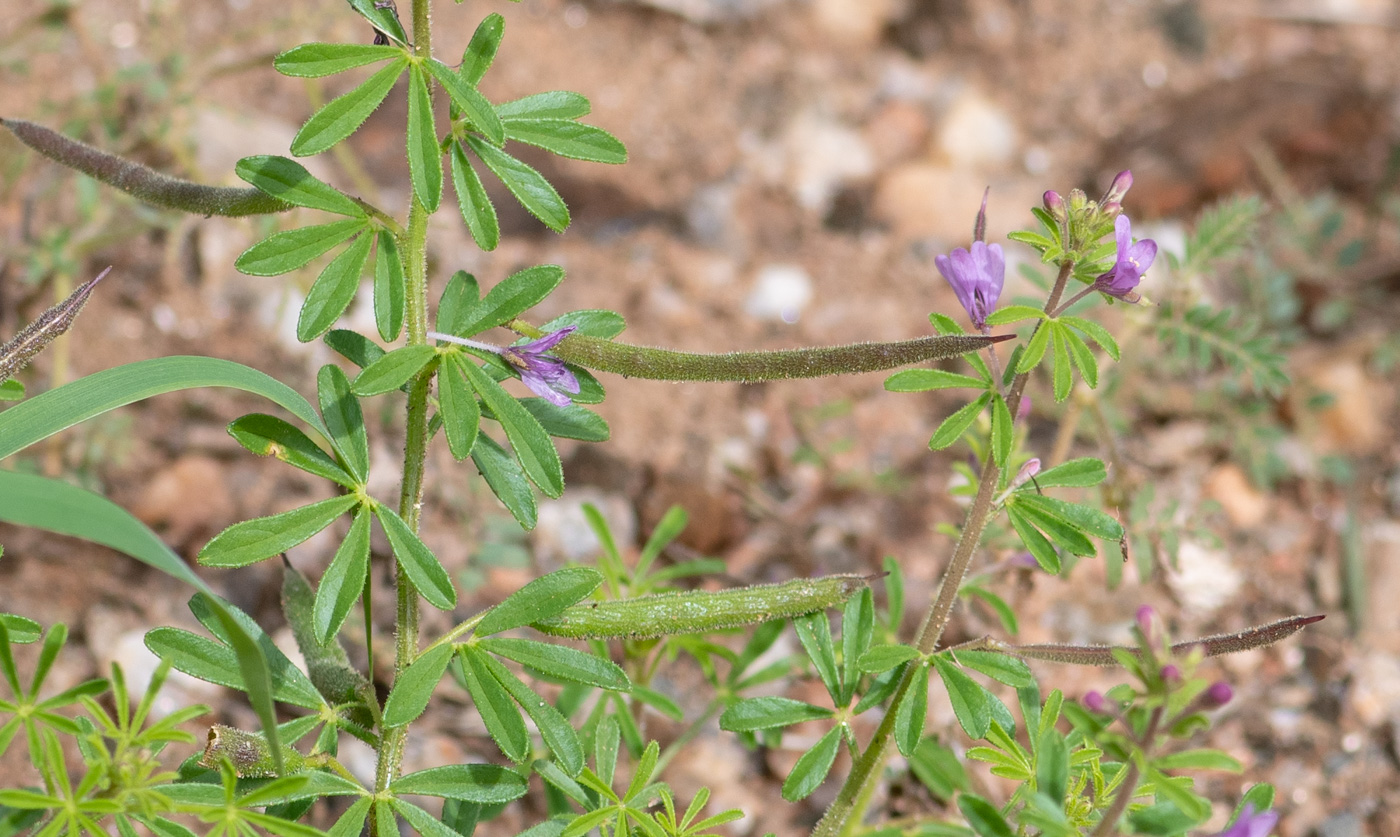 Изображение особи Cleome rubella.