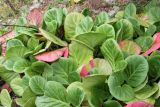 Bergenia crassifolia