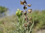 Salvia scabiosifolia. Верхушка побега с развивающимся соцветием. Крым, г. Симферополь, окр. мкр-на Пневматика; склон куэсты, каменистая осыпь. 02.09.2020.