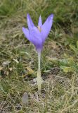 Crocus nudiflorus
