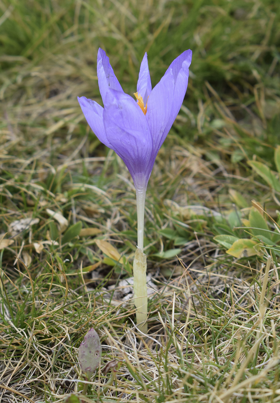 Изображение особи Crocus nudiflorus.