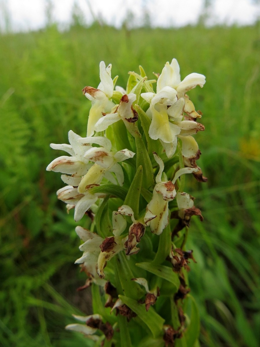 Изображение особи Dactylorhiza ochroleuca.