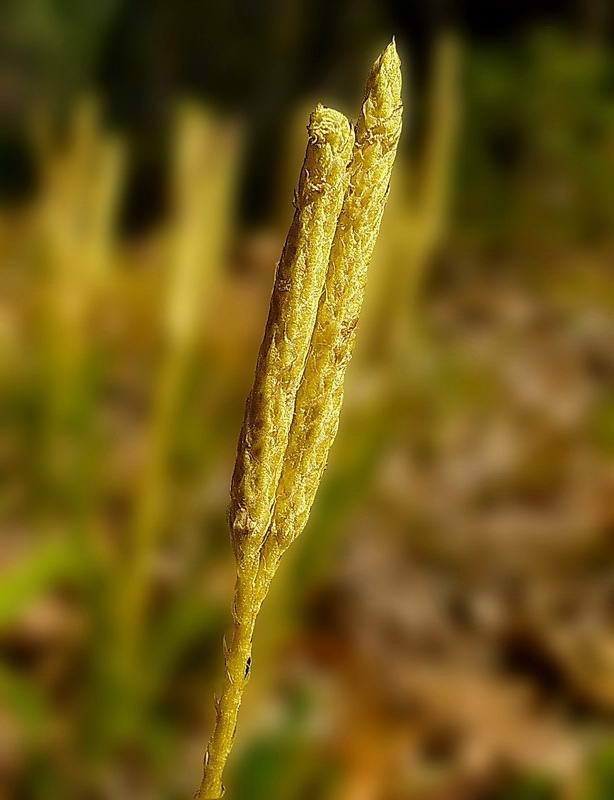 Image of Lycopodium clavatum specimen.